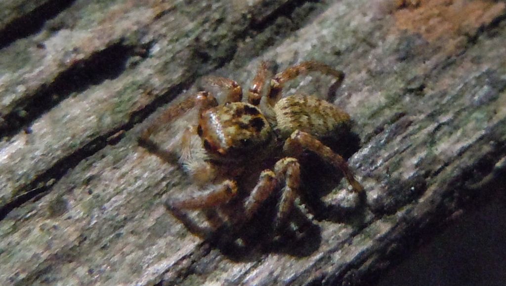 Carrhotus xanthogramma - Cuma (NA)
